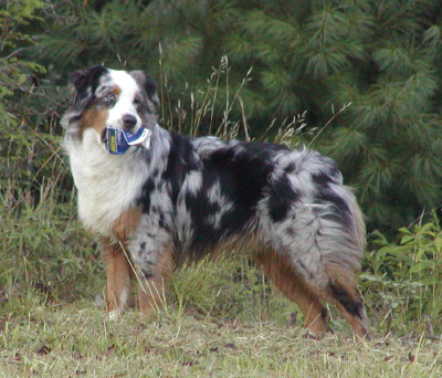 Bandit