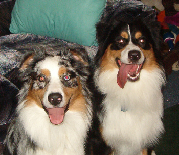 Deisal & Denali