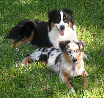 Indi n Shelby